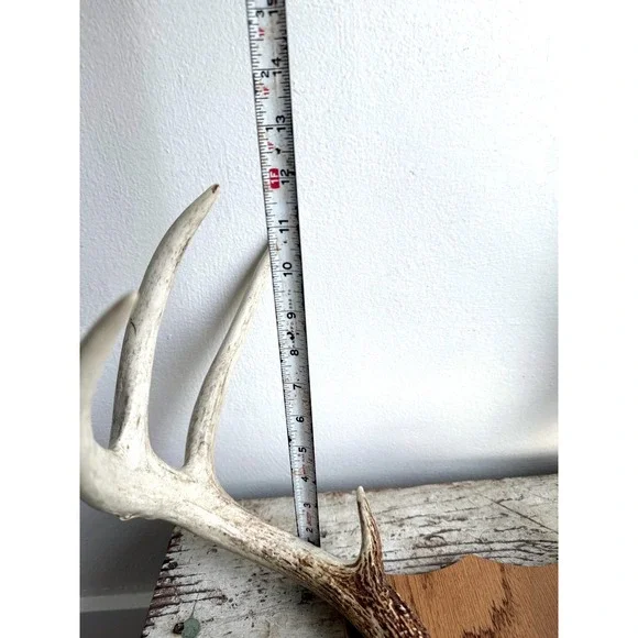 8 Point Whitetail Deer Antler Rack on Oak Plaque Rustic Michigan Mount 20" Wide - Picture 10 of 16